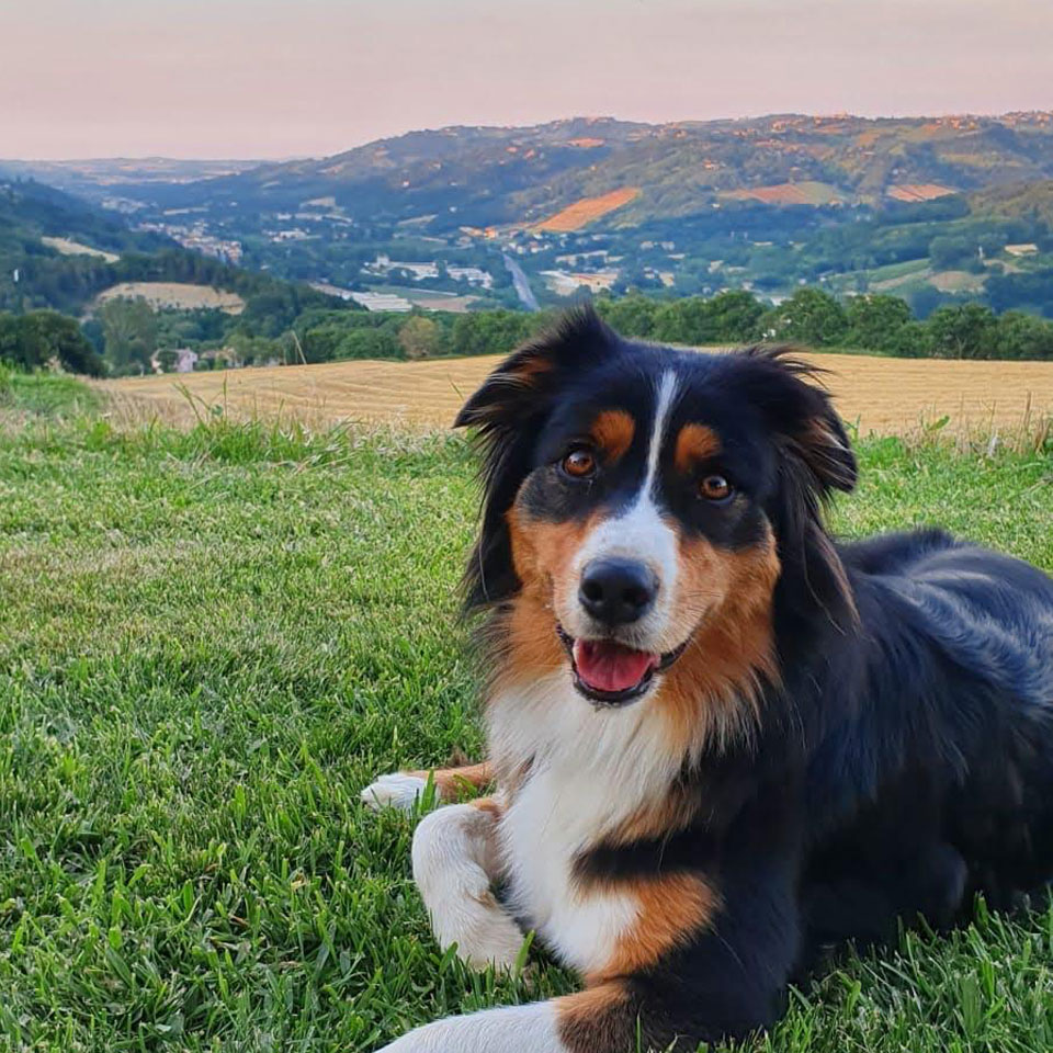 agriturismo pet friendly a serra san quirico nelle marche